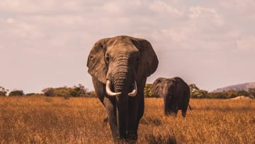 Weird Facts About Elephants Unsplash