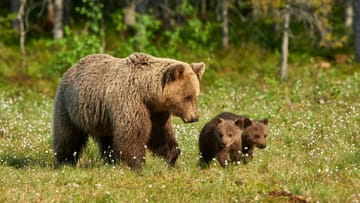 mamma bear wth cubs
