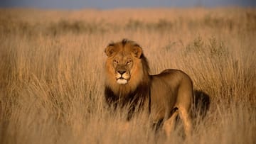 facts about lions