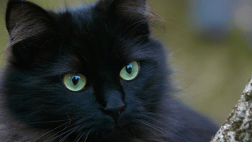 origins of everyday superstitions