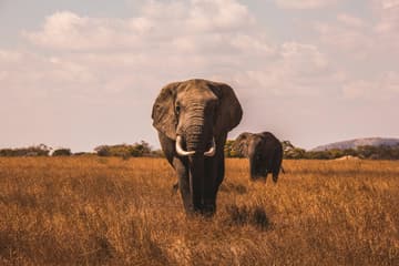 two elephants walking / weird things people once believed about animals