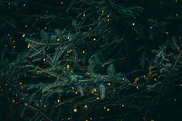 pine tree filled with lights / winter holidays