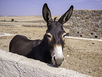 Presidents With Interesting Hobbies, Mule, Unsplash