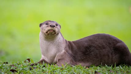 Weird Facts About Otters Are Hungry, Unsplash