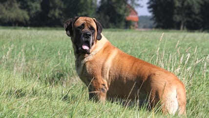 What is the Biggest Dog in the World?