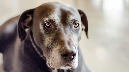 What is the Oldest Dog to Ever Live?