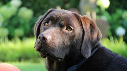 Weird Facts About Dogs, Unsplash