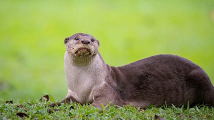 Weird Facts About Otters Are Hungry, Unsplash
