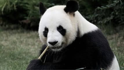 Weird Facts About Pandas, Unsplash