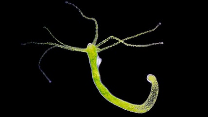 oldest animal on earth