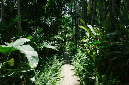 Countries with the Largest Rainforest