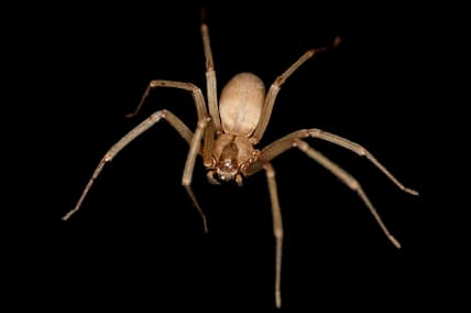 biggest spider in the world