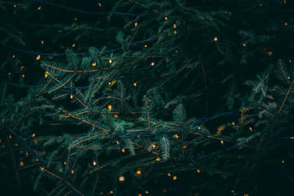 pine tree filled with lights / winter holidays