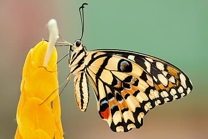 how long do butterflies live