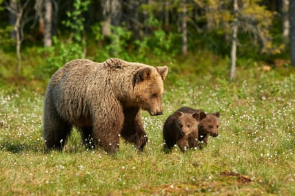 mamma bear wth cubs
