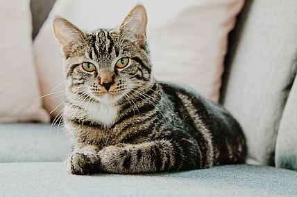 most expensive cats