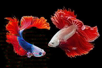 Two fish in the ocean.