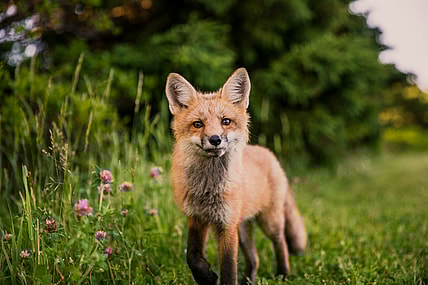 fun facts about foxes