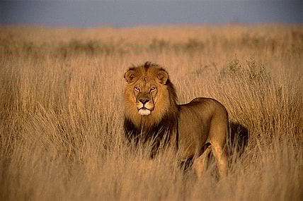 facts about lions