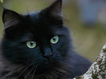 origins of everyday superstitions