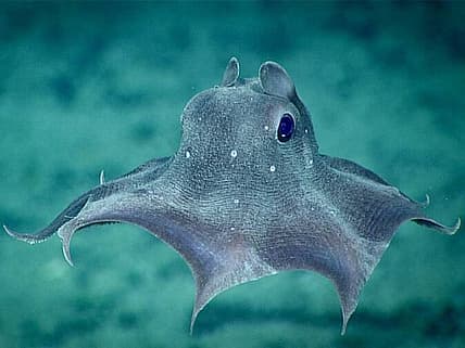 Deep Ocean Creatures