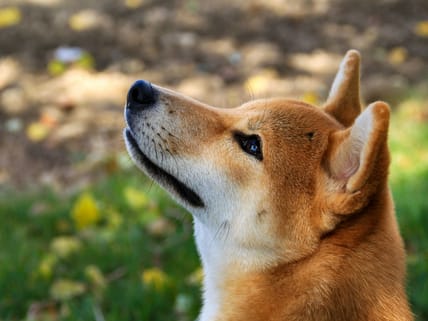 Oldest Dog Breeds, Unsplash