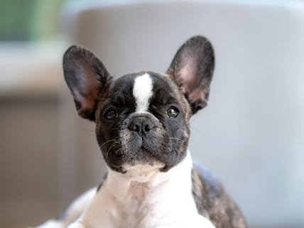 French Bulldog Price, Unsplash