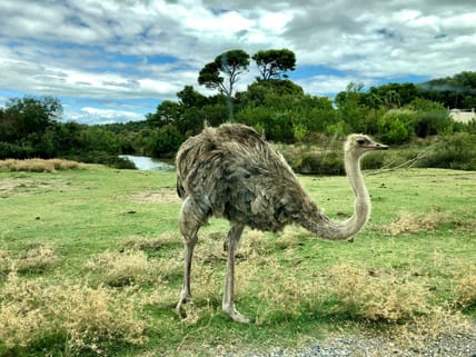biggest bird in the world