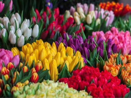The World's Rarest Flowers Unsplash