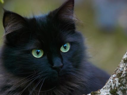 origins of everyday superstitions