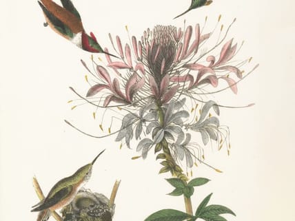 Rare Botanical Prints Unsplash