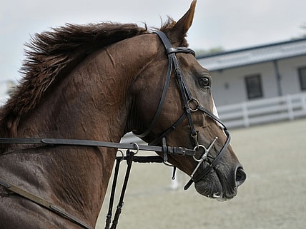 Most Expensive Horses Ever Sold, Unsplash