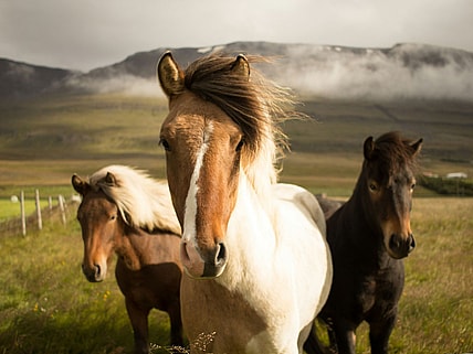 Most Expensive Horse Breed, Unsplash