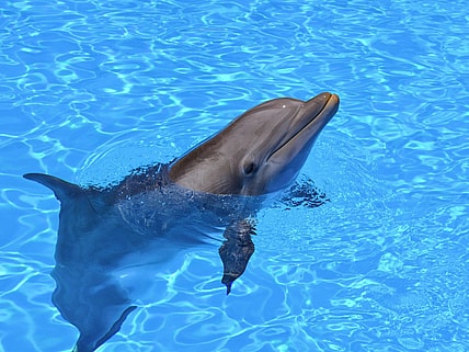 Weird Facts About Dolphins, Unsplash