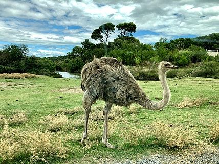 biggest bird in the world