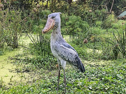 Weirdest Animals in the World Shoebill Unsplash
