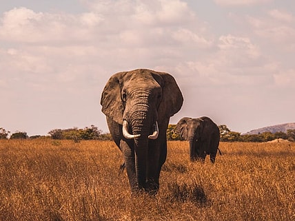 Weird Facts About Elephants Unsplash