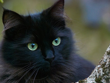 origins of everyday superstitions