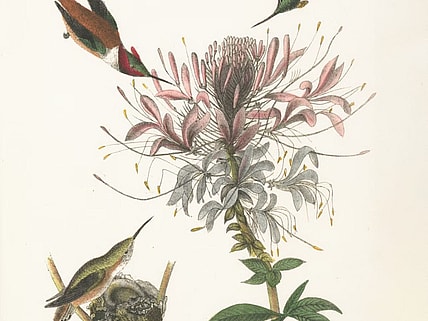 Rare Botanical Prints Unsplash