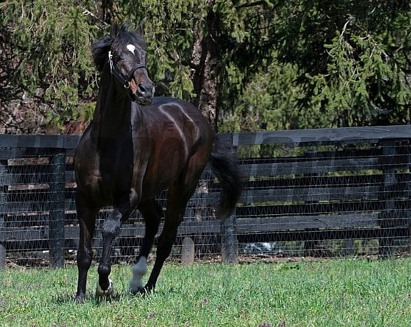 Fusaichi Pegasus, BloodHorse