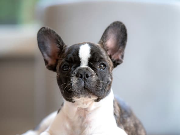 French Bulldog Price, Unsplash