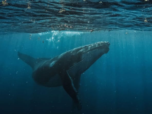 World's Rarest Whale, Unsplash