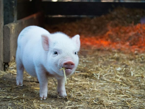 weird facts about pigs, Unsplash