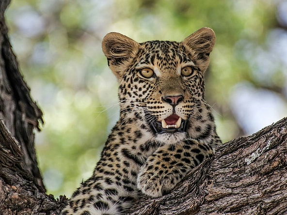What Is the Rarest Animal in the World, Unsplash