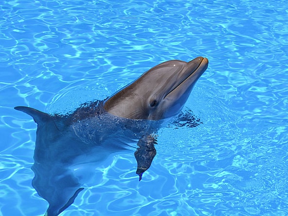 Weird Facts About Dolphins, Unsplash
