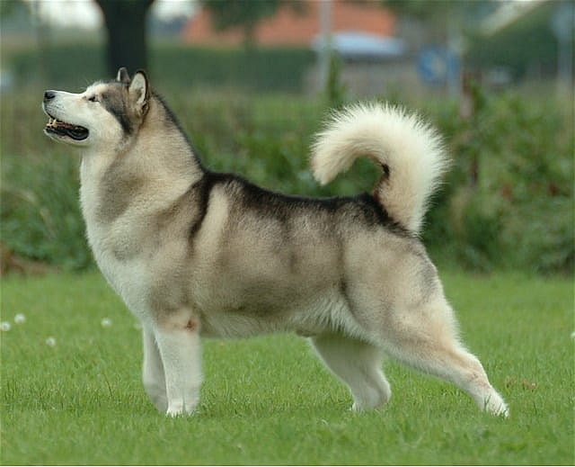 Alaskan_Malamute Wiki Commons