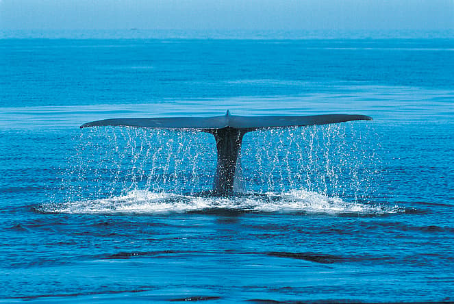 largest animal in the world