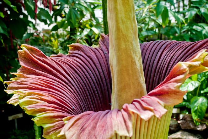 the world's rarest flower