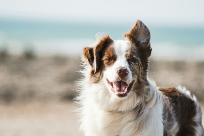 rare dog breeds