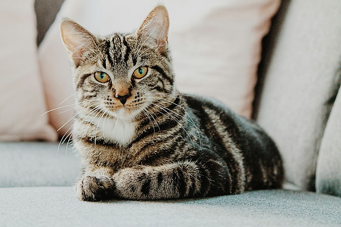 most expensive cats